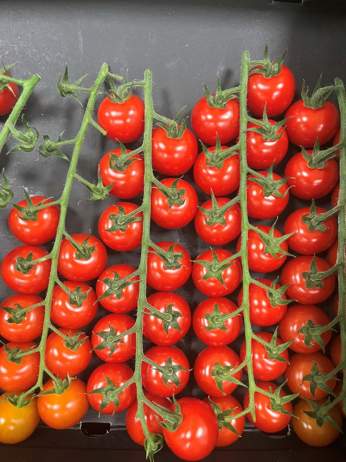 Tomato Indoor - XANADU XR – Lefroy Valley