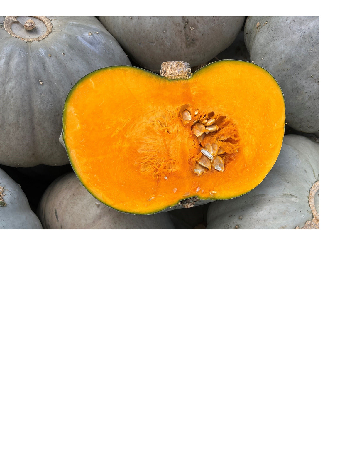 Market standard pumpkin