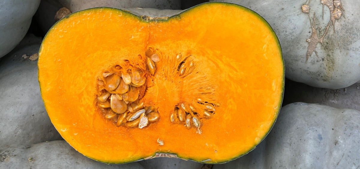 Market standard pumpkin