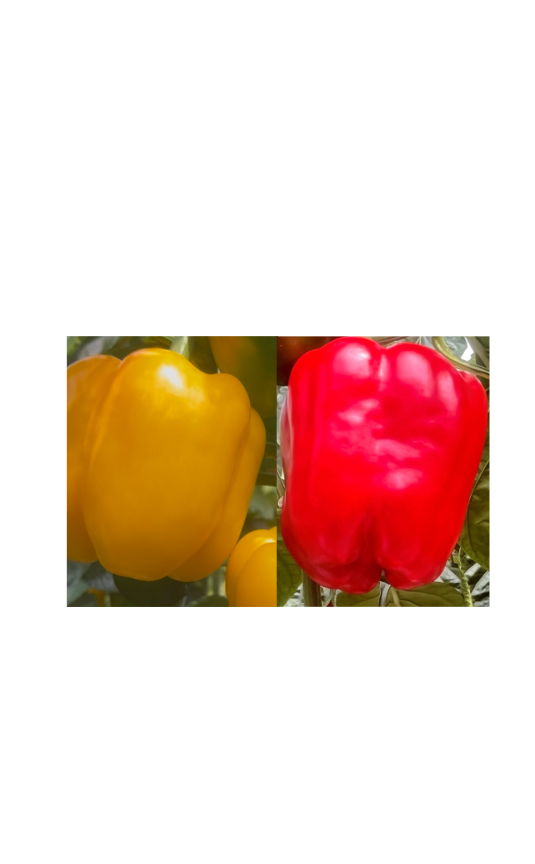 New Indoor Blocky Peppers — Red Frenzy and CPS 5837