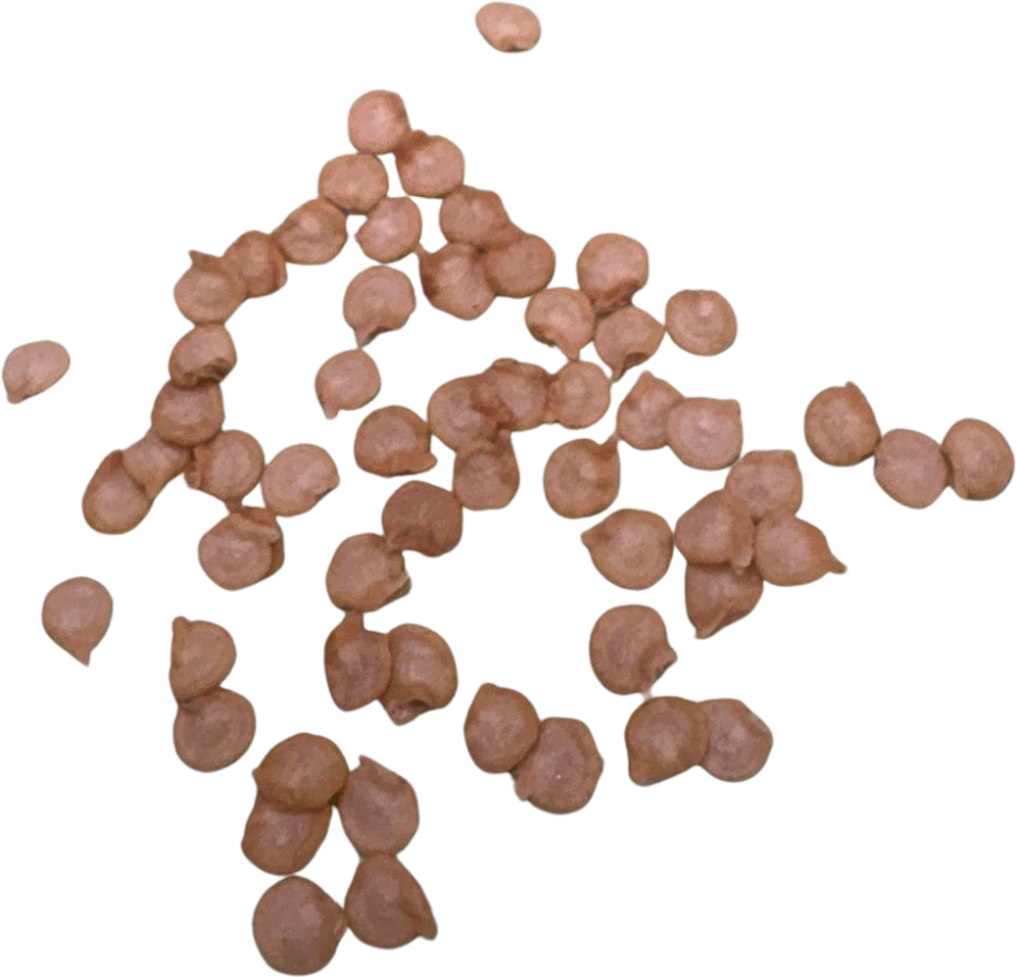 Chilli seeds