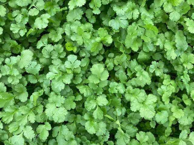 Coriander - Love it or hate it?