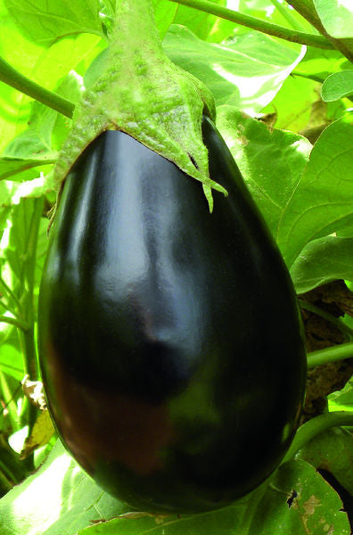 Eggplant - Outdoor