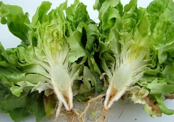 Fusarium in Lettuce