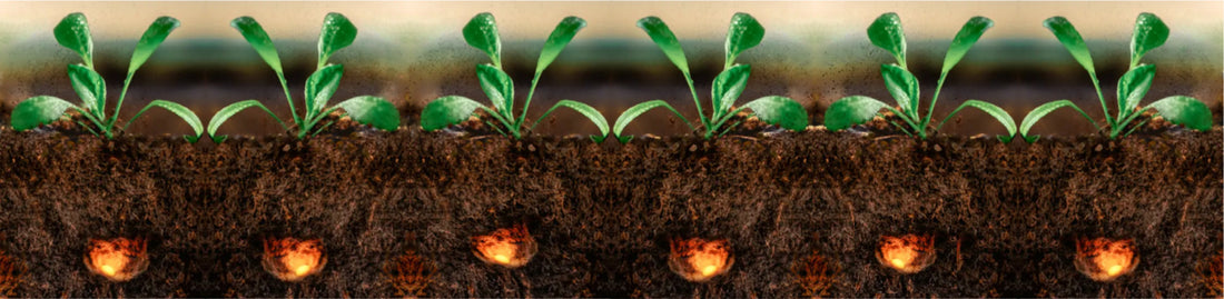 Spinach & INITIO