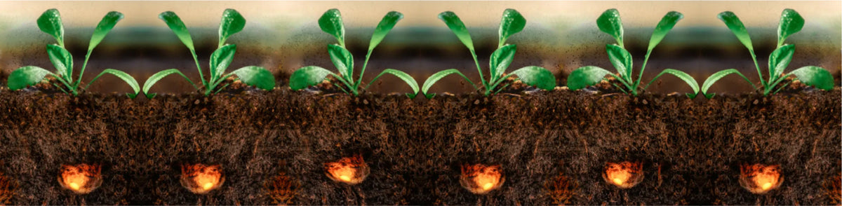 Spinach & INITIO