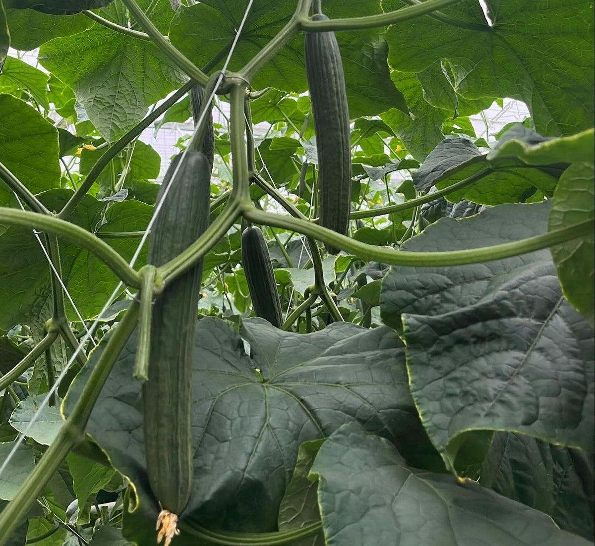 New Naval Cucumber