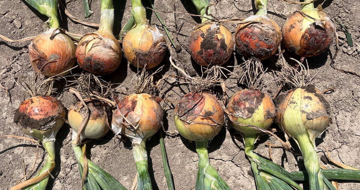 Luna - New Intermediate Day Hybrid Onion