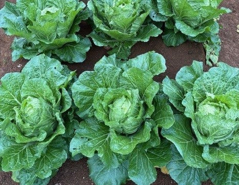 New Chinese cabbage variety for the NZ fresh market: KATANA