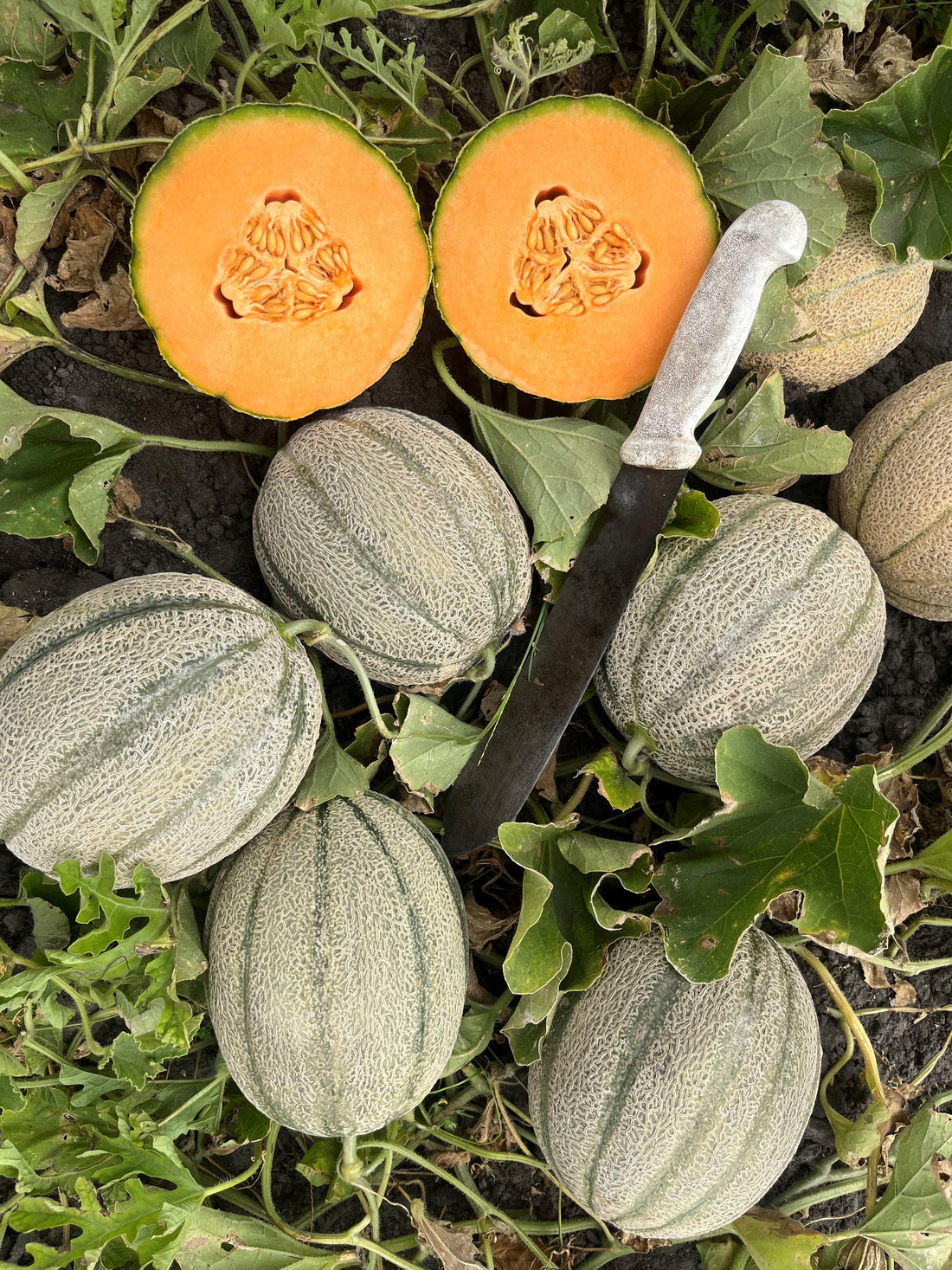 Inca Rockmelon