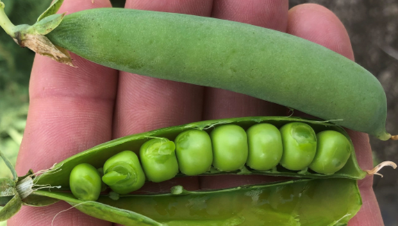 Not just any sweet pea – new breeding focus on “sweeter peas”