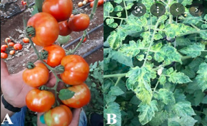 Tomato growers do you have a Biosecurity plan for your business?