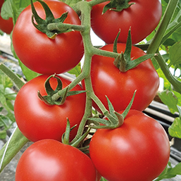 Tomato - My little Princess