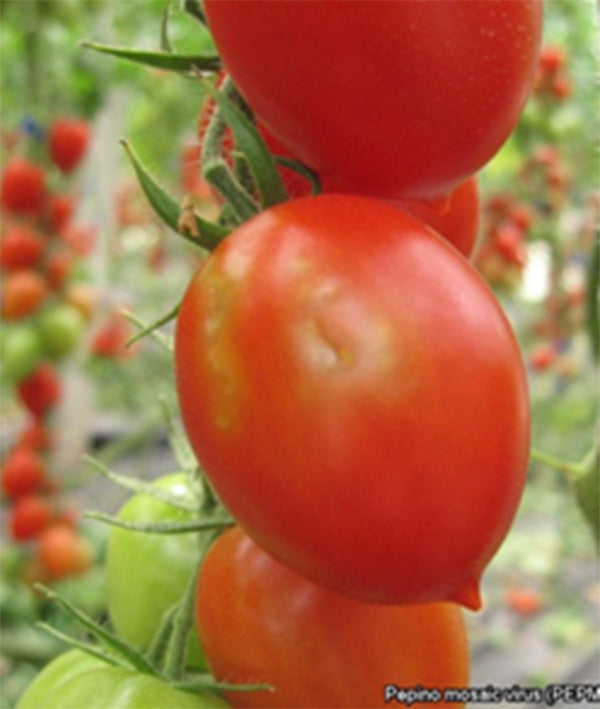 Tomato virus challenges