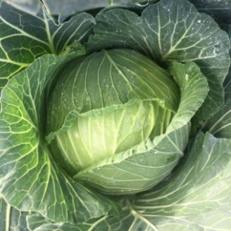 Cabbage