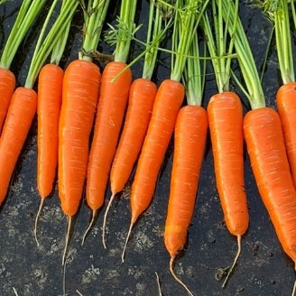 Carrot