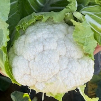 Cauliflower