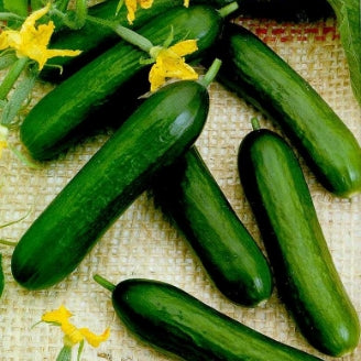 Cucumber