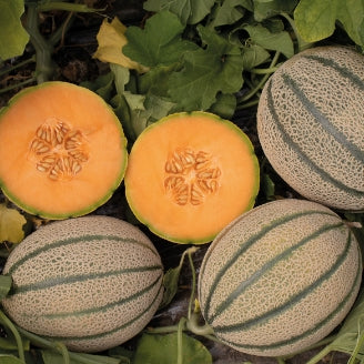 Melon