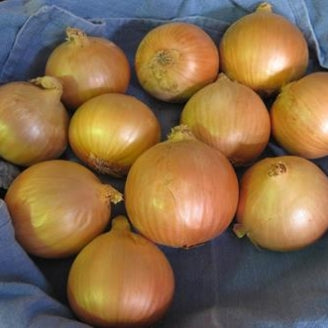 Onion Bulbing