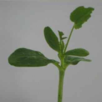 Rootstock