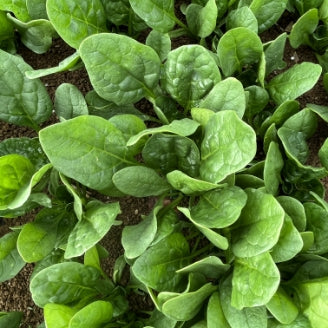 Spinach