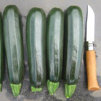 Zucchini