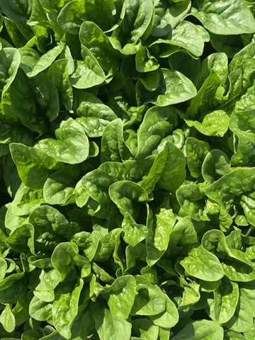 Spinach - AMAZONITE