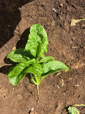 Spinach - AMAZONITE