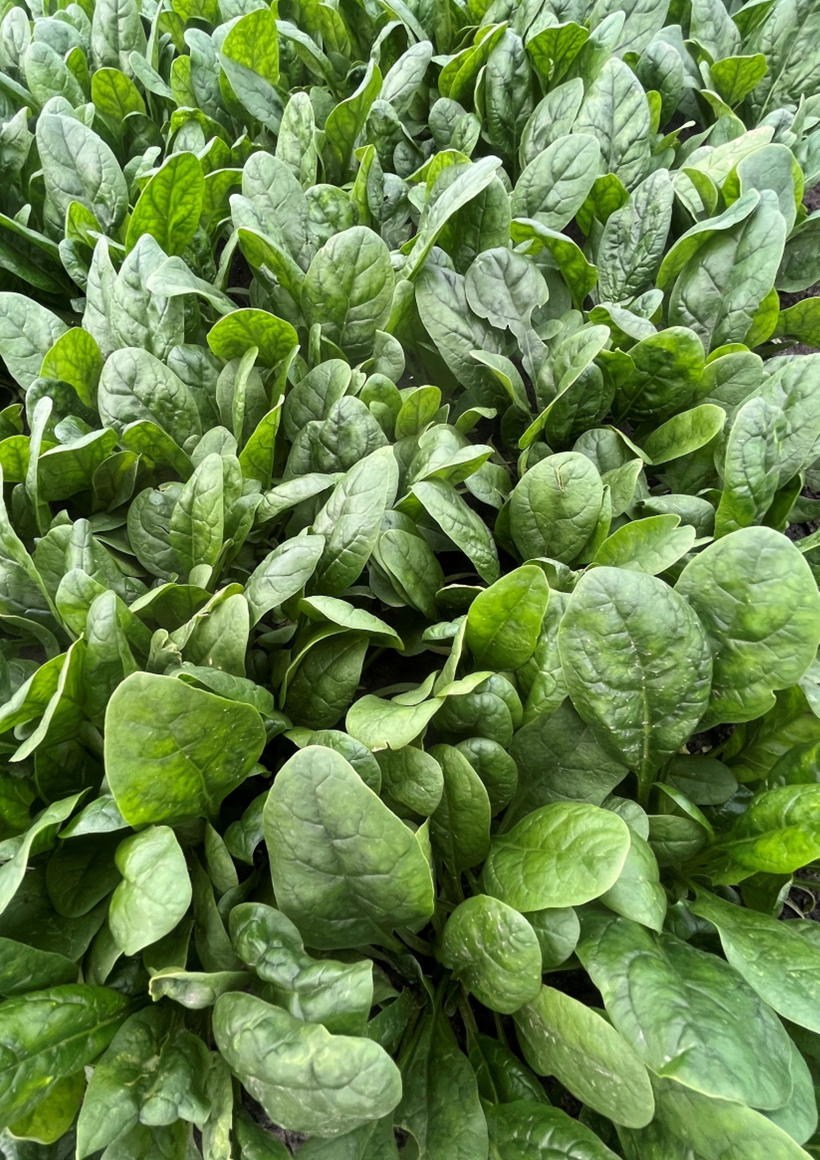 Spinach Bunching - ANATASE