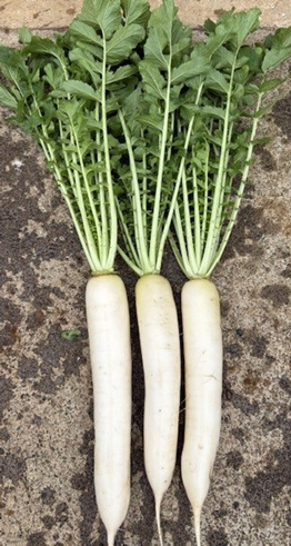 Radish Daikon - ARGOS