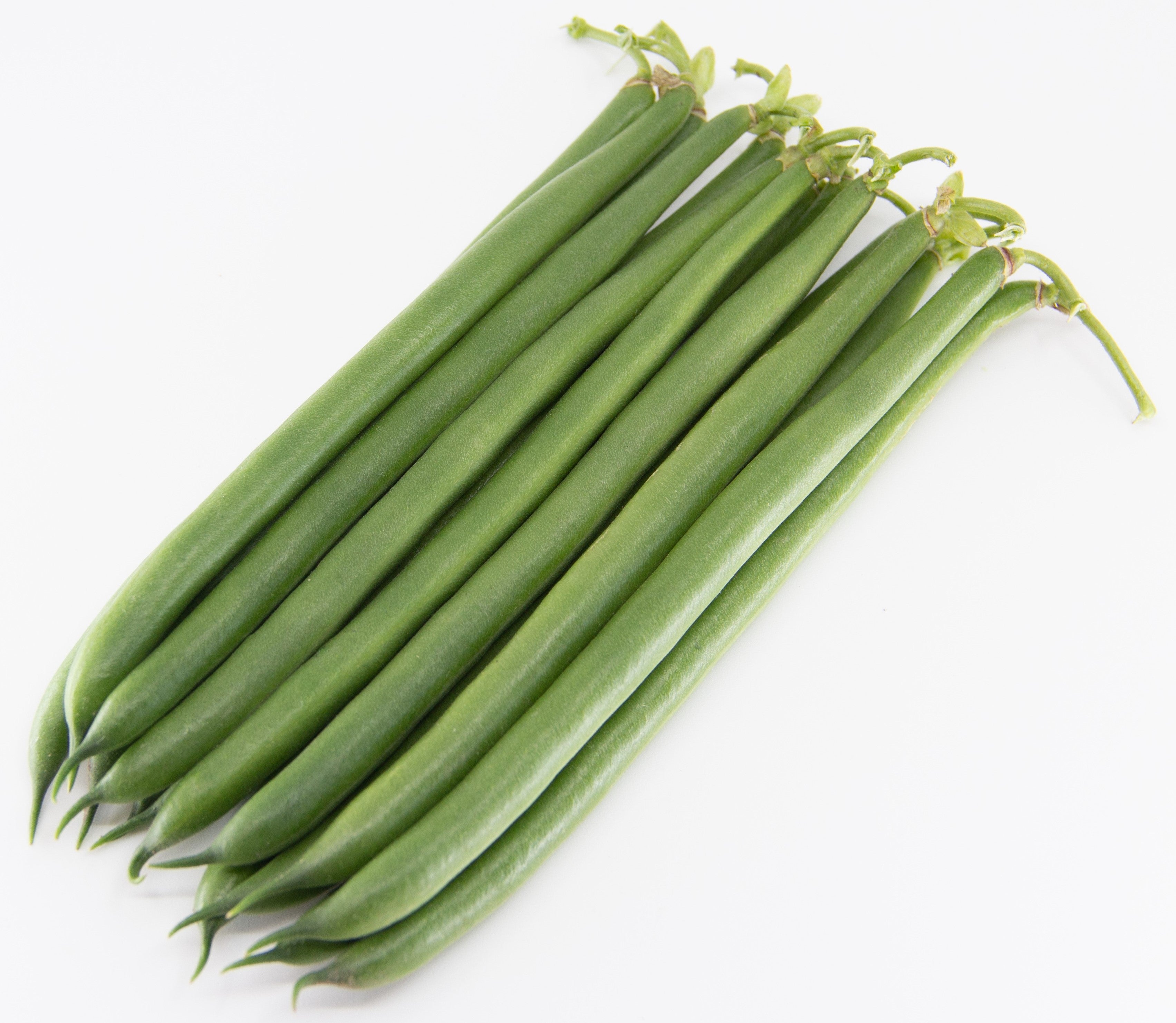 Beans Dwarf - MASERATI