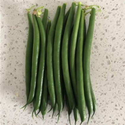 Beans Dwarf - MASERATI