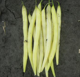 Beans Dwarf - MAXIDOR