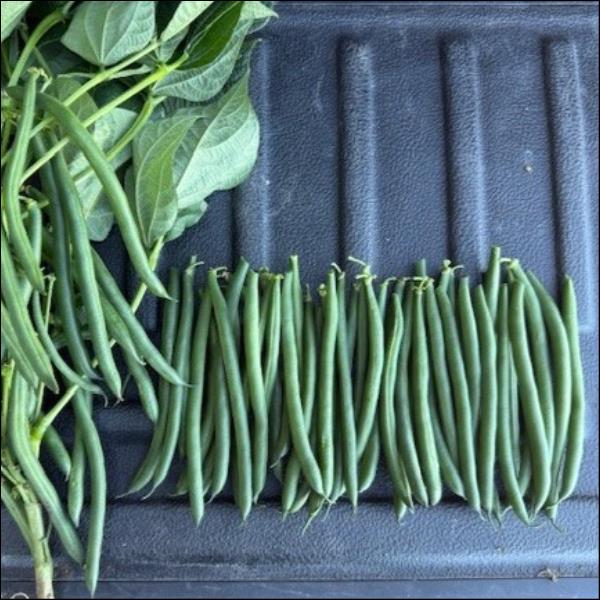 Beans Dwarf - FIREBIRD