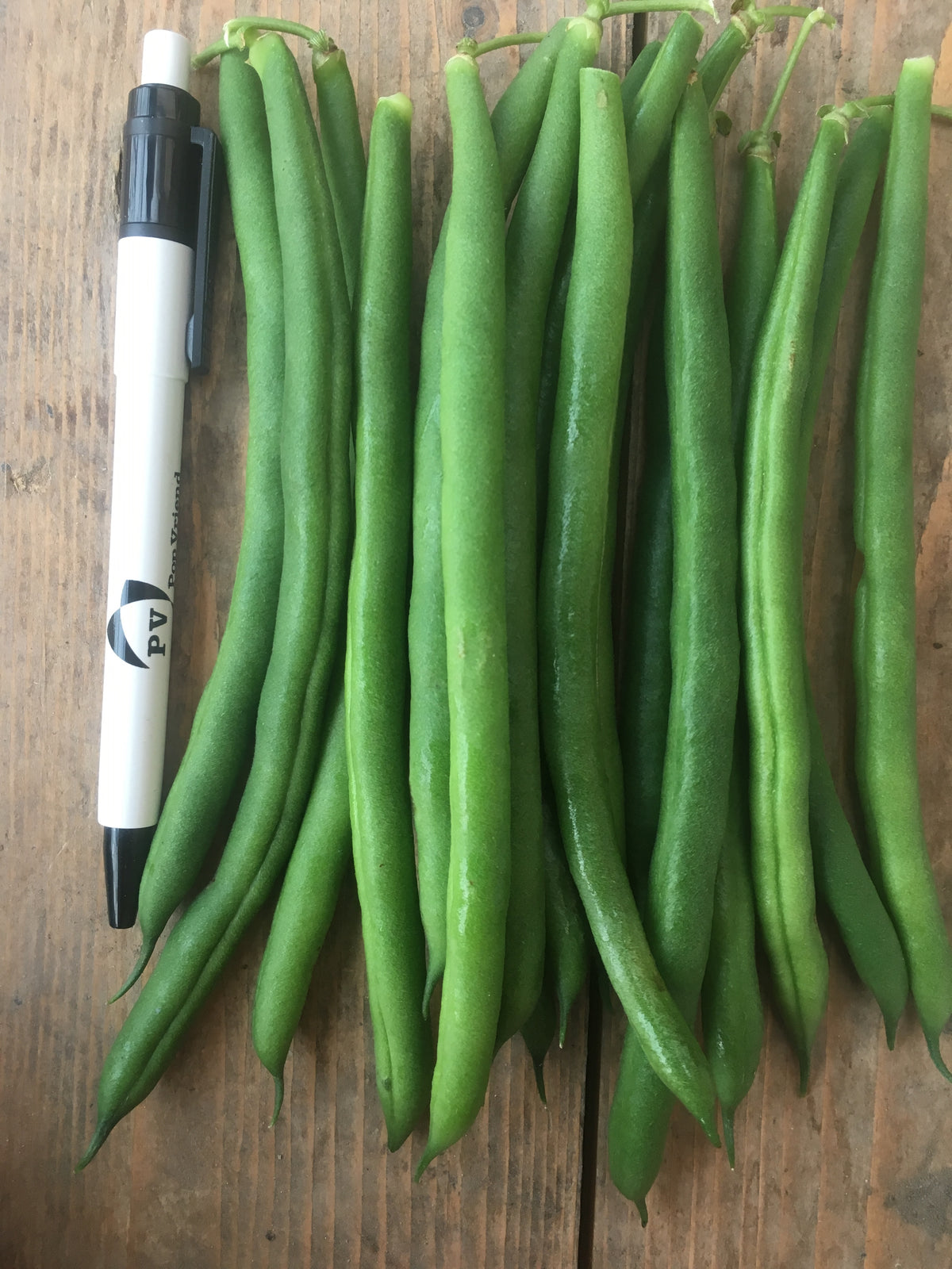 Beans Dwarf - JAGUAR
