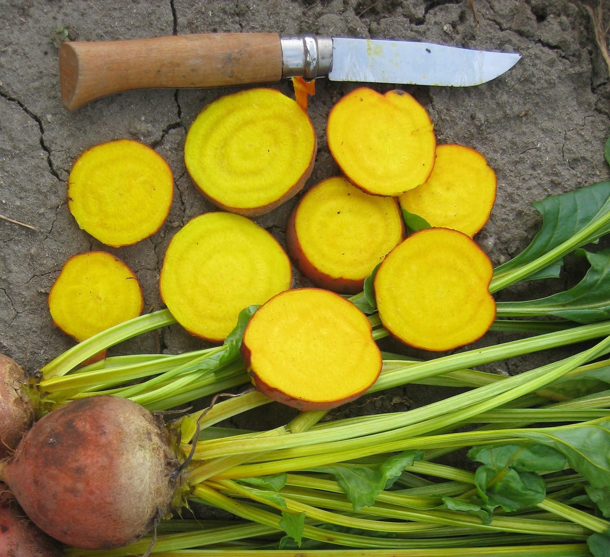 Beetroot - GOLDRUSH