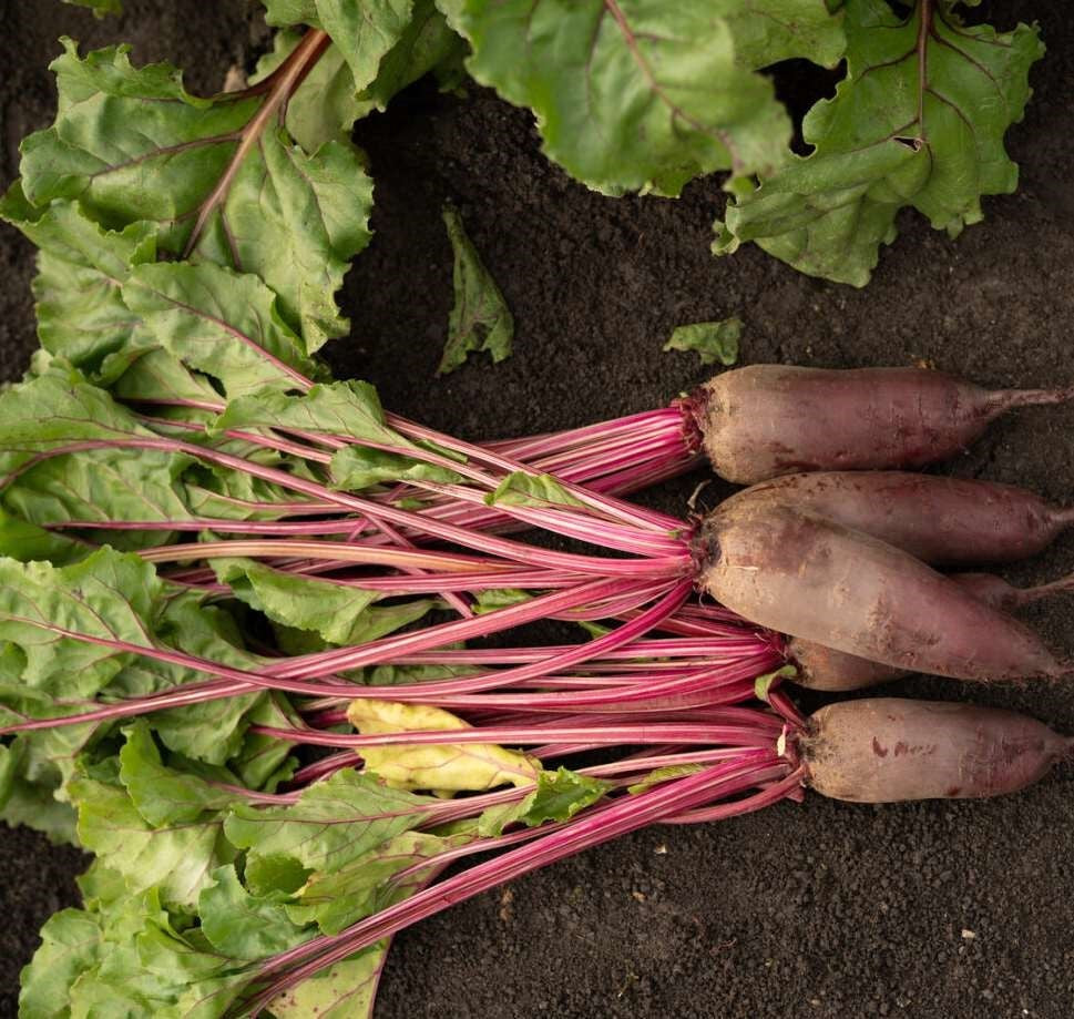 Beetroot - THUMPER