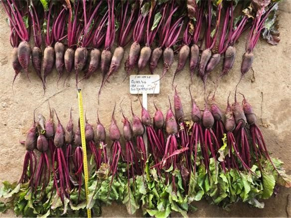 Beetroot - THUMPER