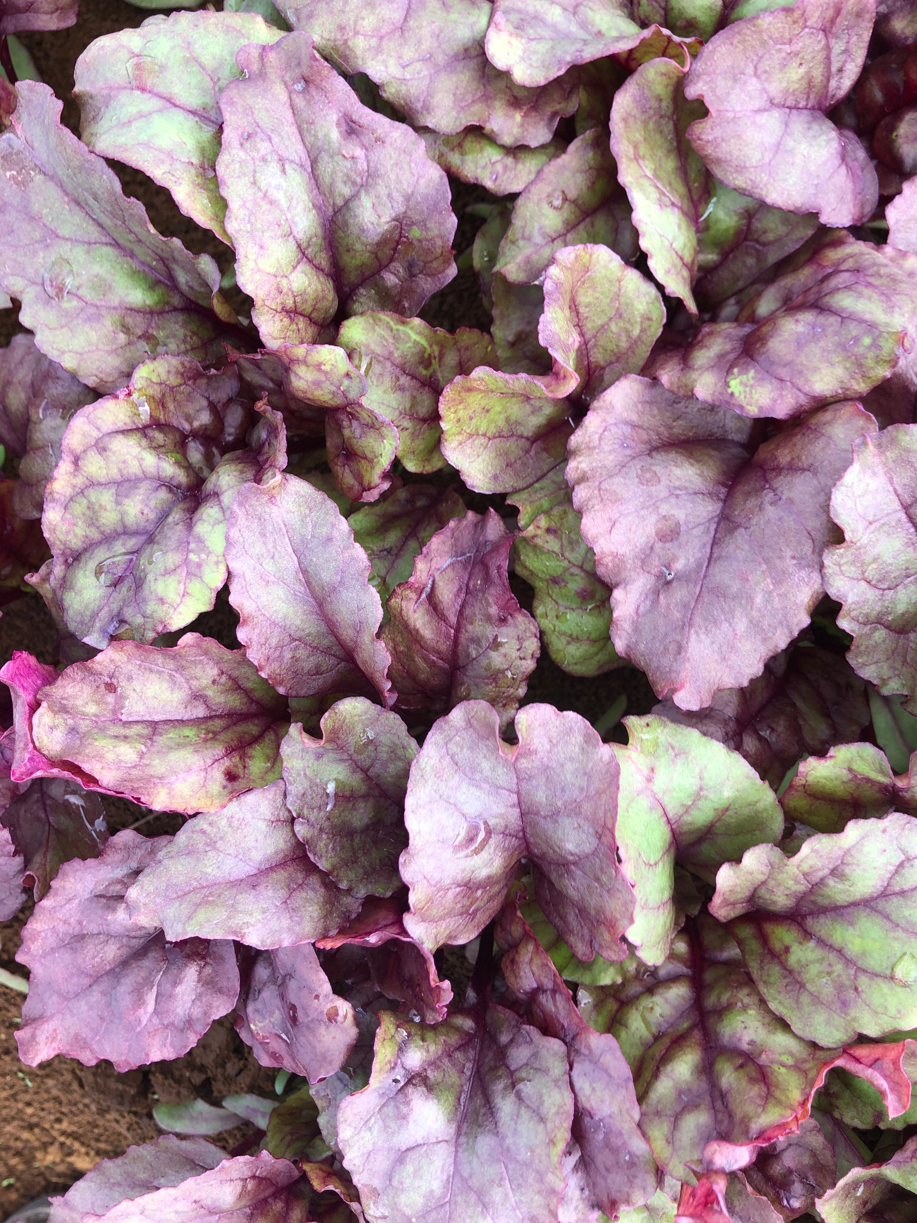 Beetroot Leaf - RED CLOAK