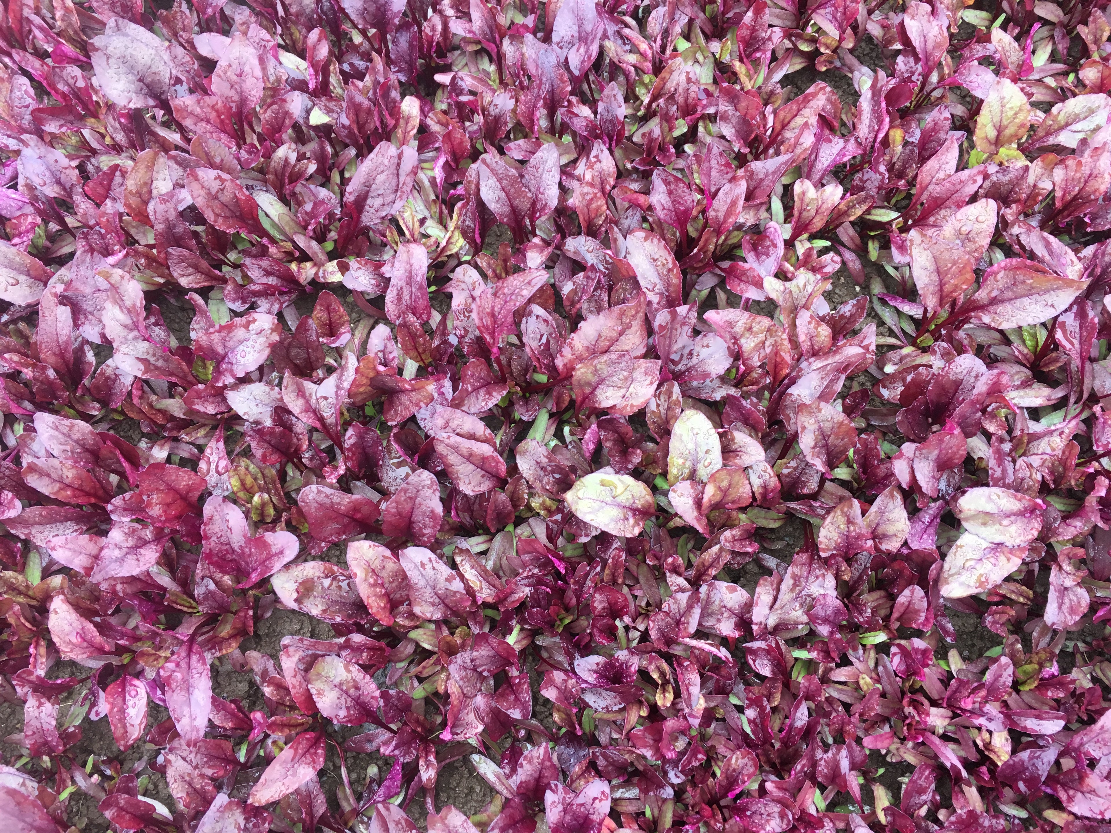 Beetroot Leaf - RED CLOAK