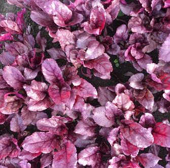 Beetroot Leaf - RED CLOAK