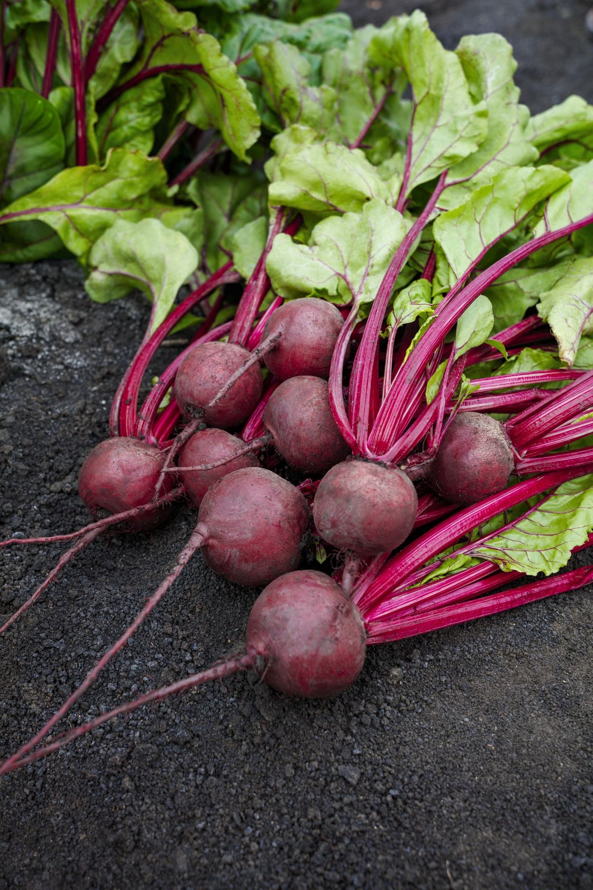 Beetroot - OSPREY