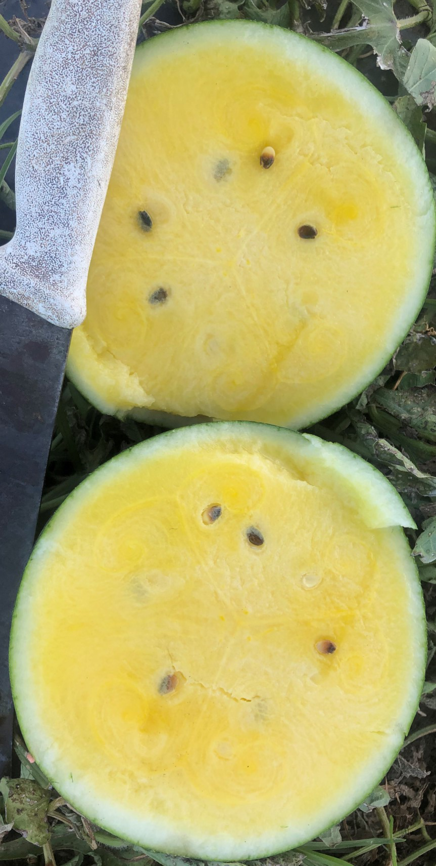 Watermelon Seeded - BLACKGOLD
