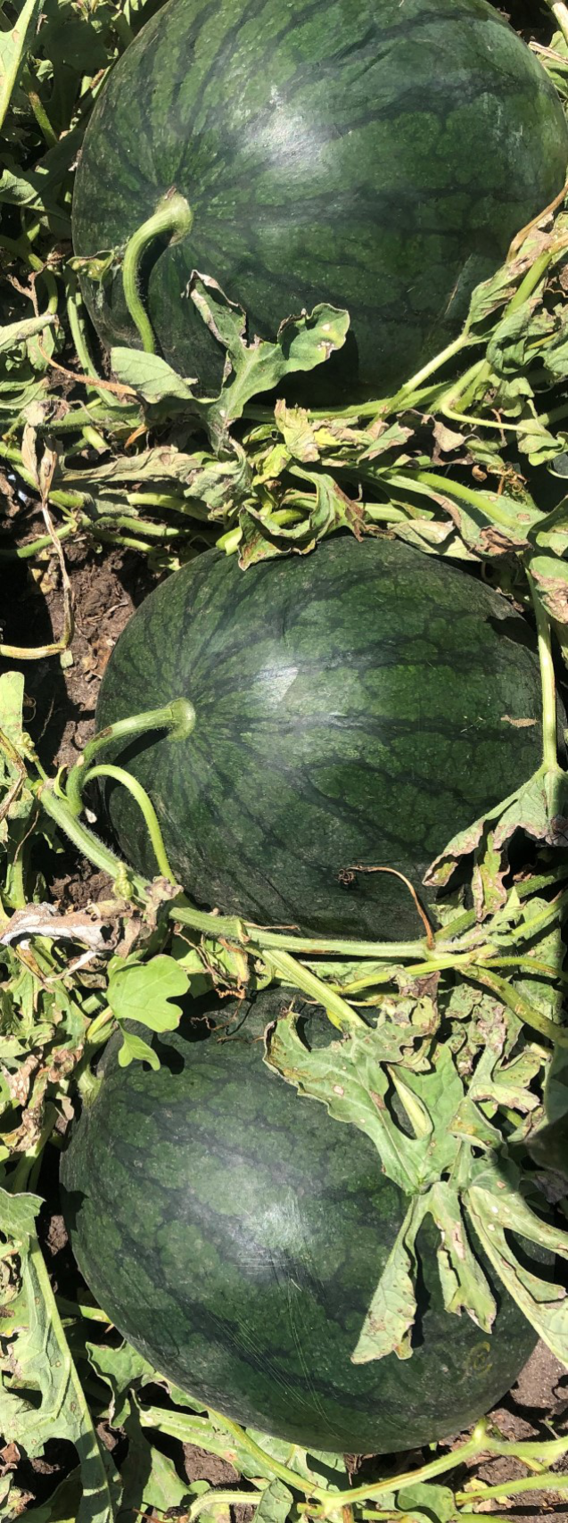 Watermelon Seeded - BLACKGOLD