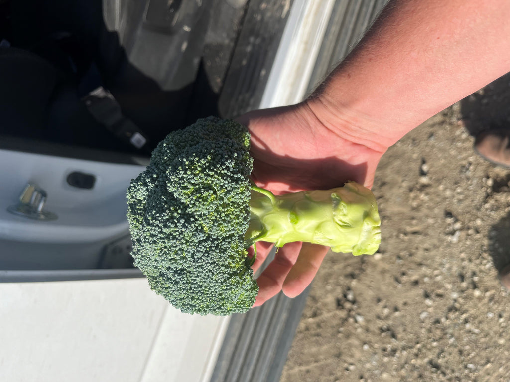 Broccoli - CHAVEZ