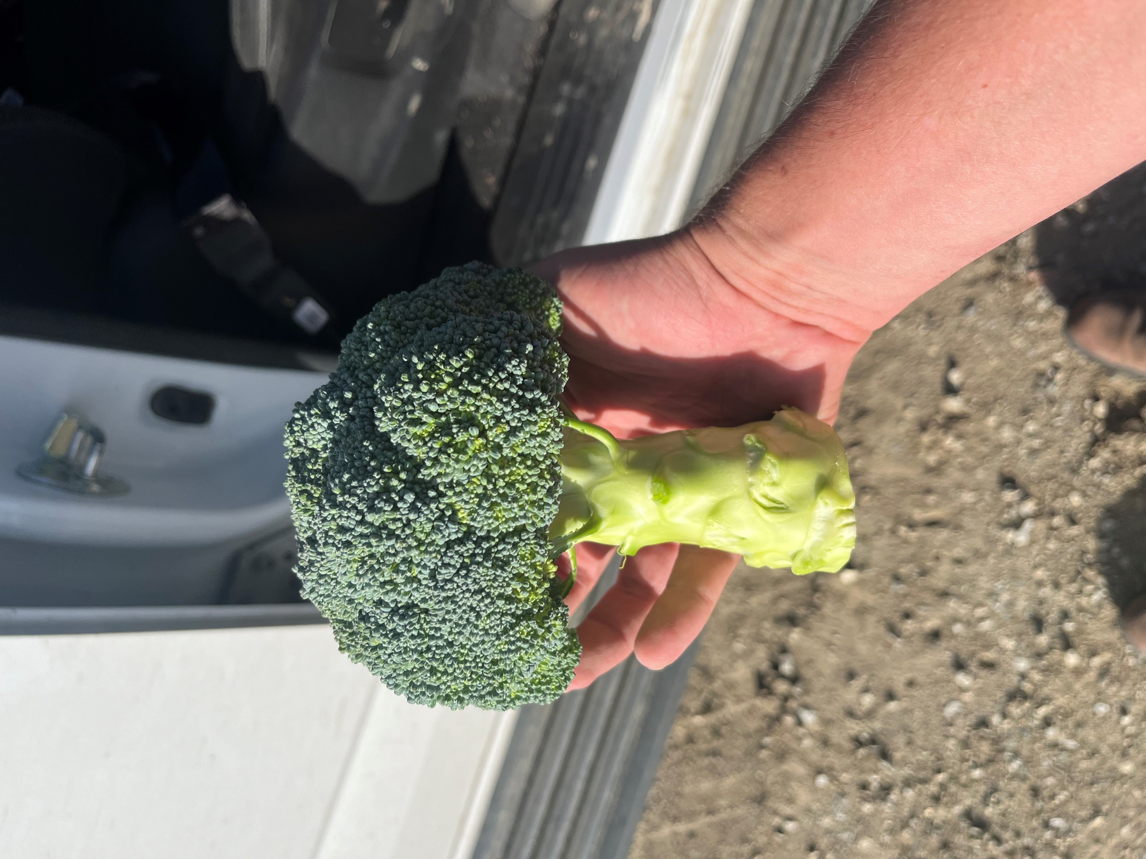 Broccoli - CHAVEZ