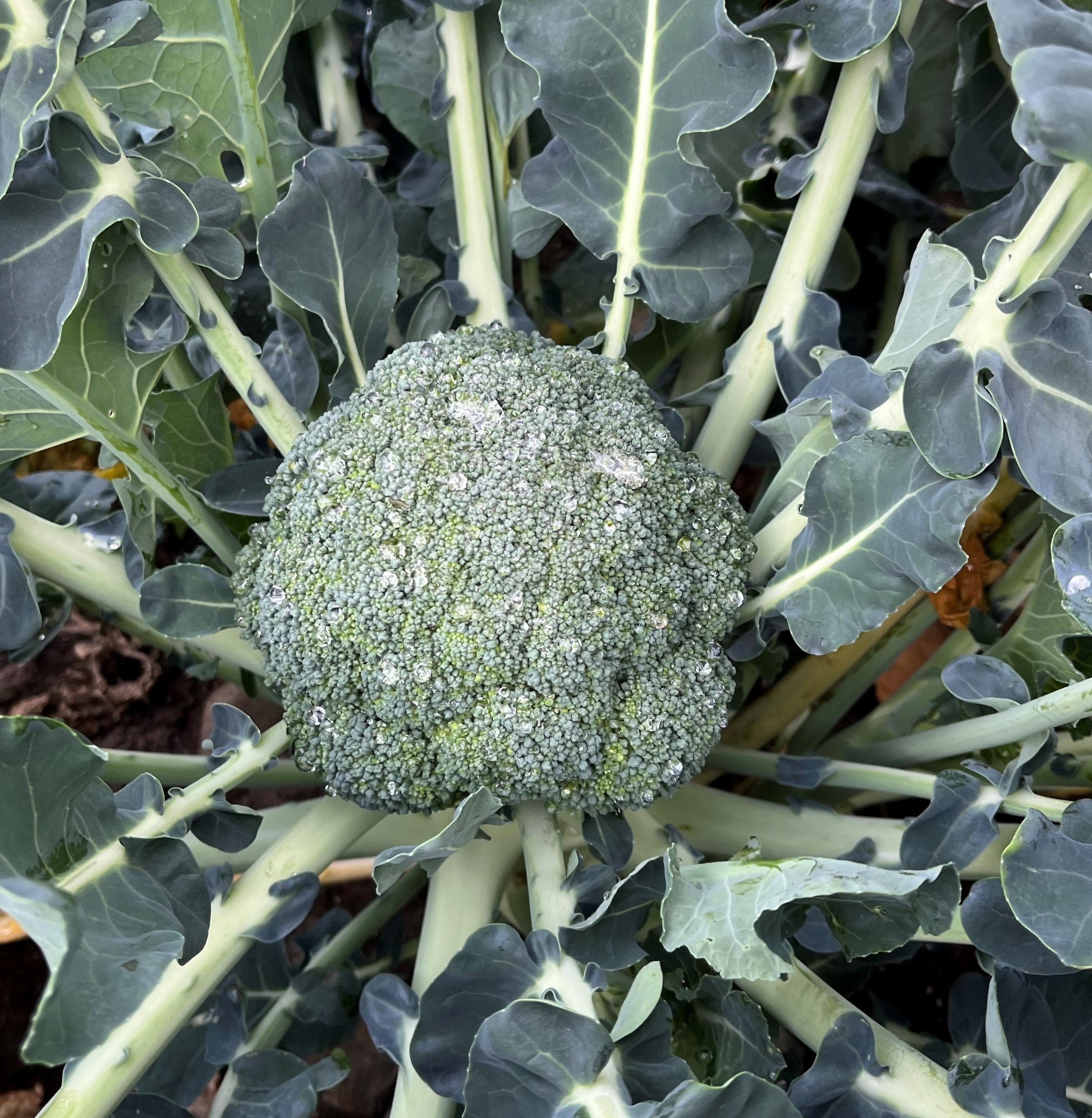 Broccoli - CHAVEZ