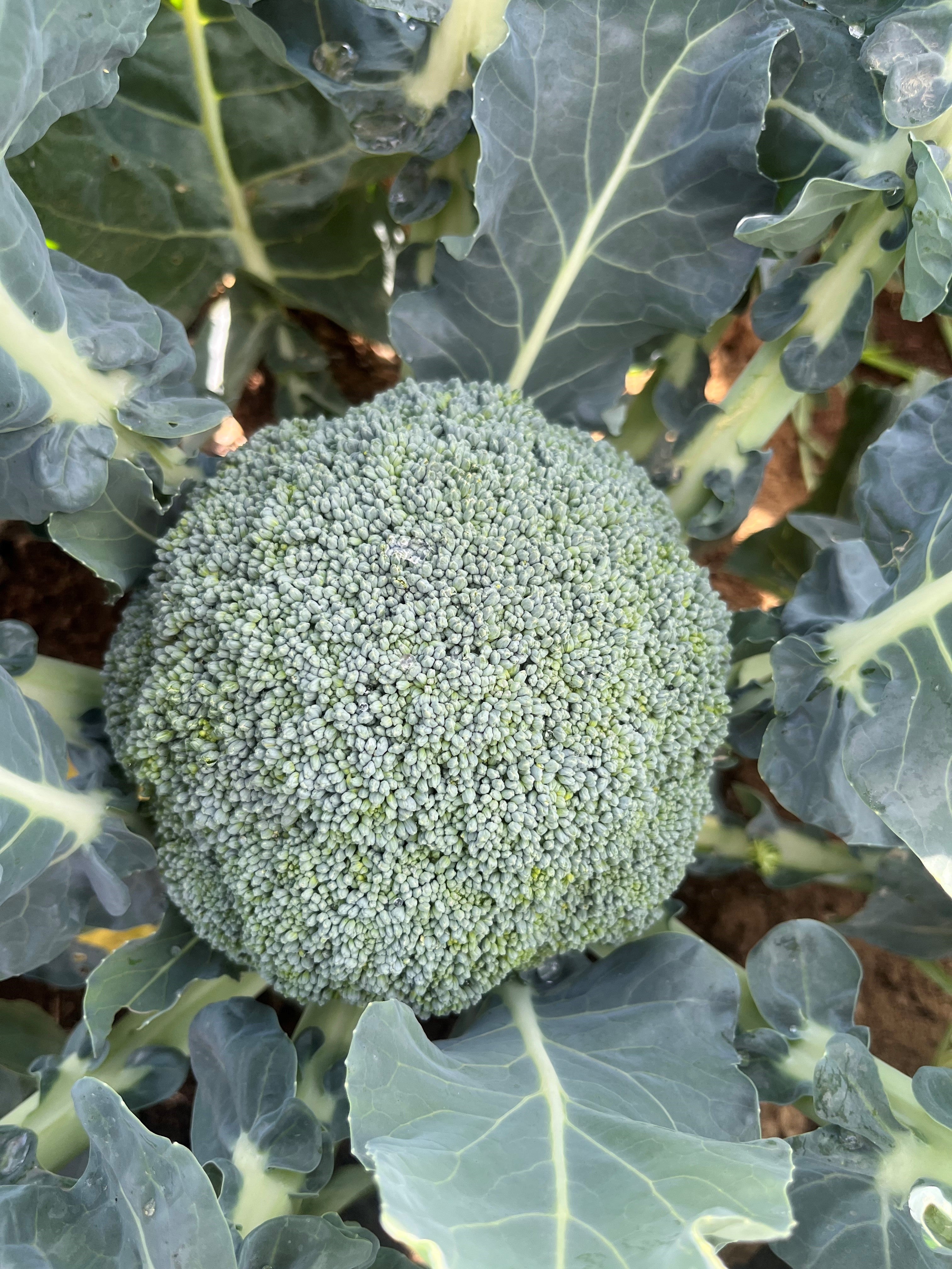 Broccoli - CHAVEZ