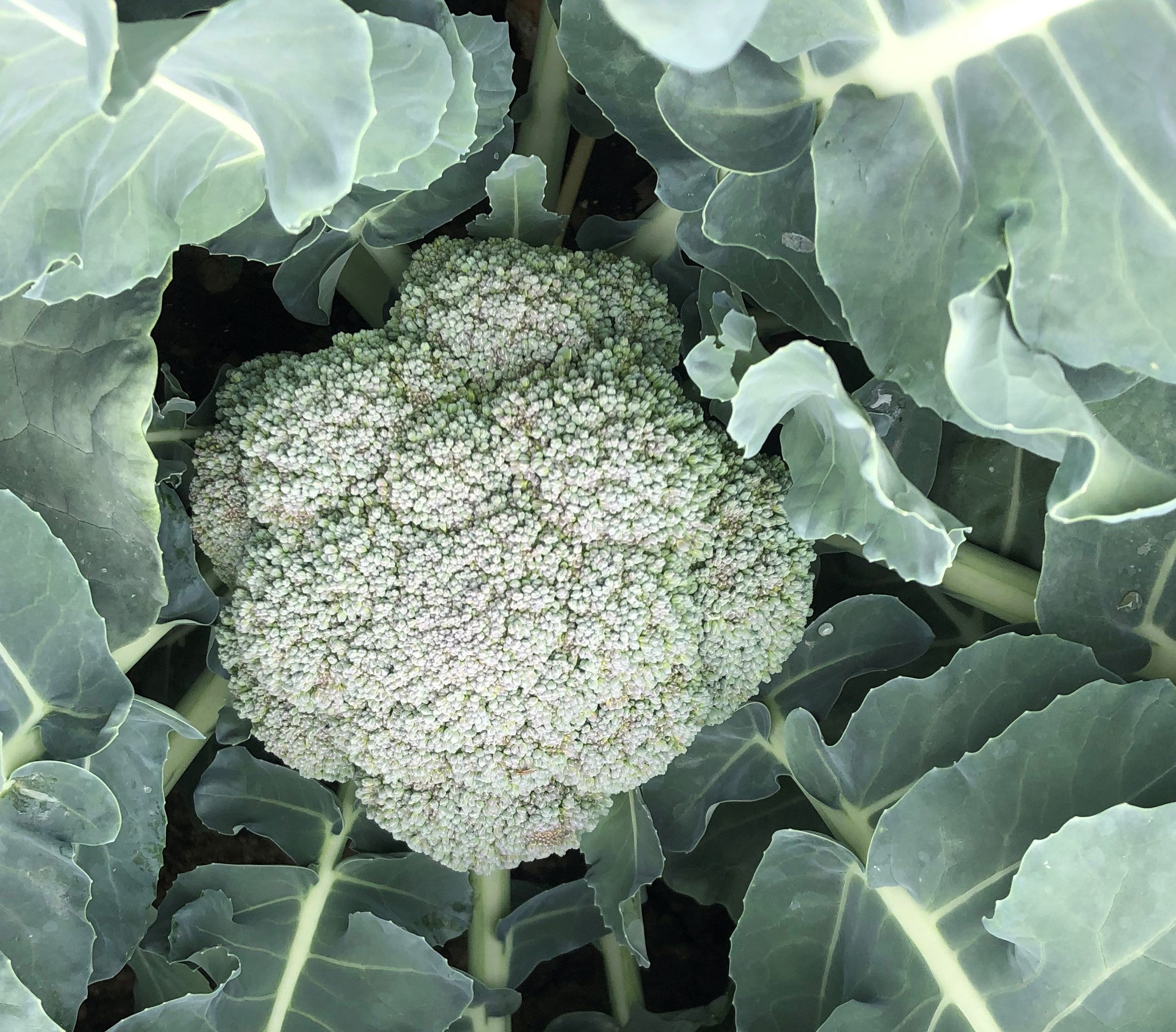 Broccoli - MARQUEZ